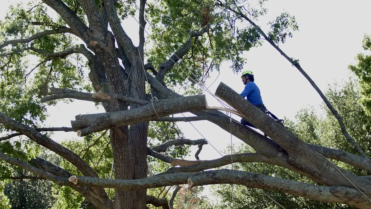 Professional Hazardous Tree Removal performed by certified arborists in New Gloucester