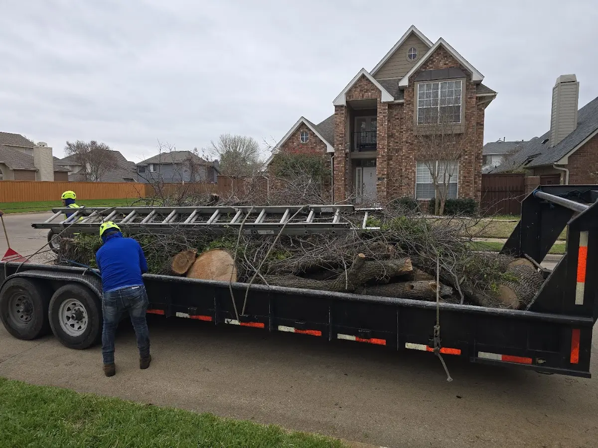Expert Tree Pest Control with proper safety equipment in New Gloucester